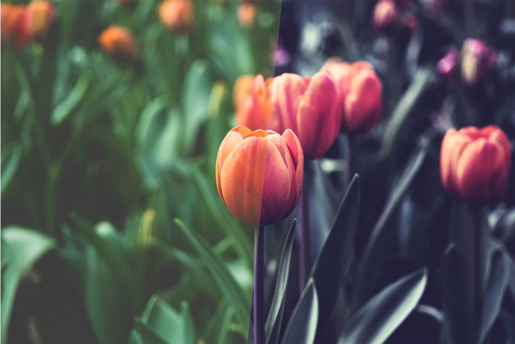 40 Modern Photoshop Actions – Bộ 40 Action tone màu đẹp