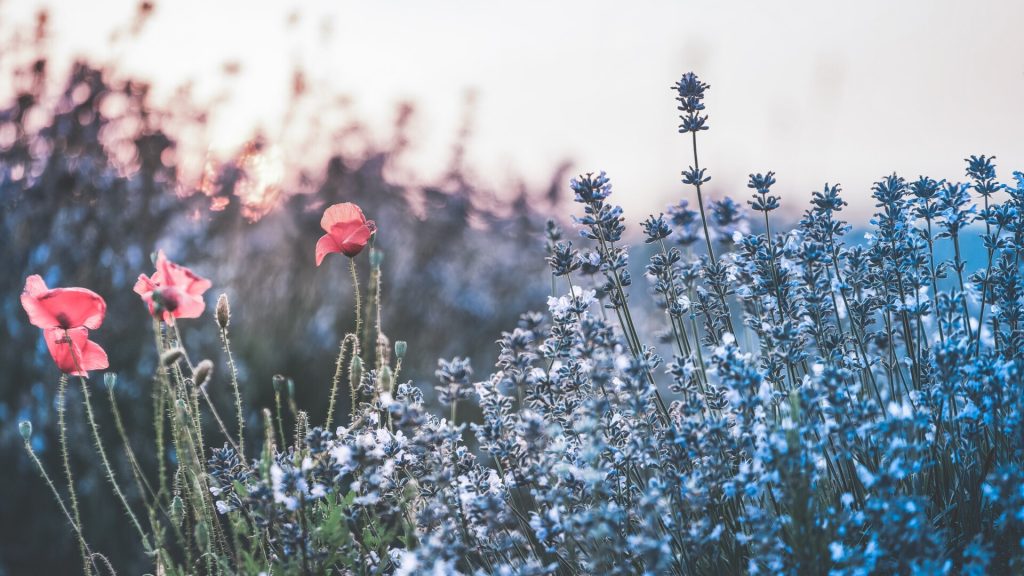 60 Autumn PS Actions – 60 actions hiệu ứng màu mùa thu