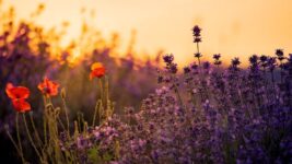 60 Autumn PS Actions – 60 actions hiệu ứng màu mùa thu