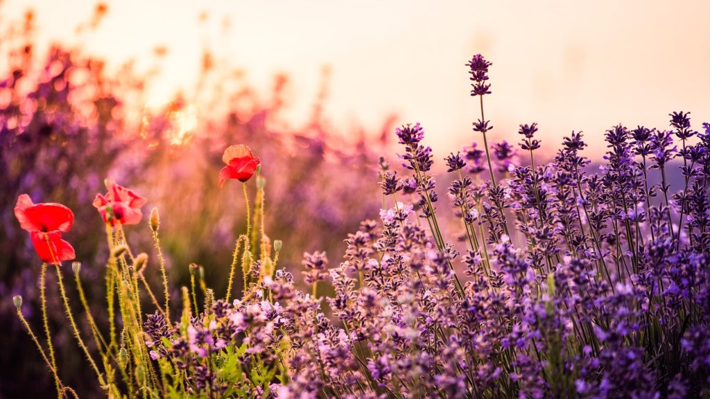 60 Autumn PS Actions – 60 actions hiệu ứng màu mùa thu