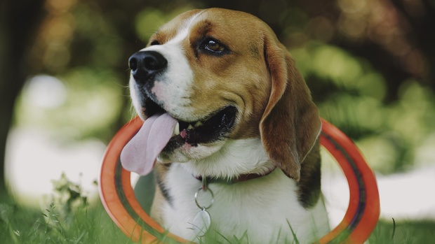 DELUTS Clog Neutral LUTs – Bộ Luts chỉnh màu khá đẹp cho ảnh/video