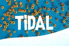 Tidal – 100 Fun Video Transitions – 100 hiệu ứng chuyển cảnh vui nhộn