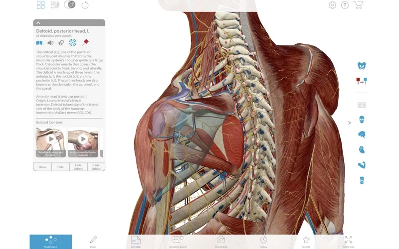 Visible Body Muscle Premium – Phần mềm giải phẫu 3D cho ngành y