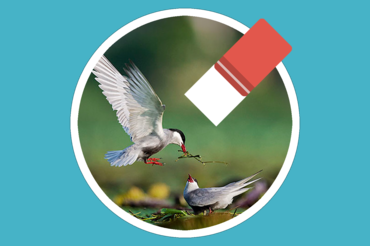 AppleMacSoft DRM Converter – Gỡ bỏ bản quyền nhạc trên iTunes