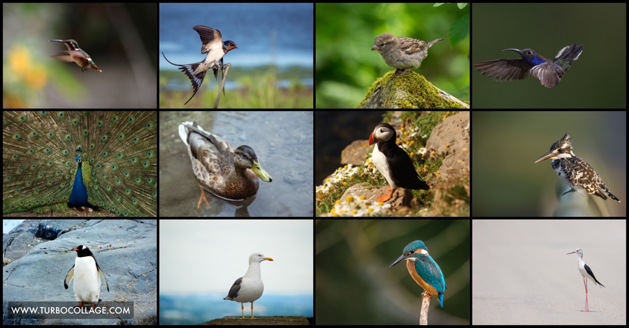 TurboCollage – Ghép các bức ảnh lại với nhiều mẫu đẹp